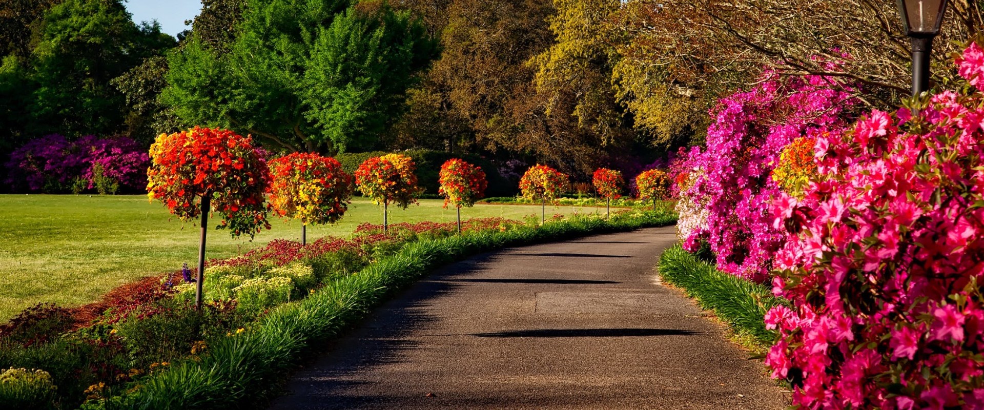 Canopy Chronicles: Exploring The Green Connection Between