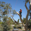 Preserving The Beauty Of Scottsdale: The Importance Of Sustainable Groundskeeping Practices And Tree Removal Services
