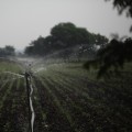 Plan Your Landscape's Watering Needs with Experts in Sarasota
