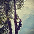 Better Groundskeeping Starts With the Right Tree Removal in Columbia, Missouri