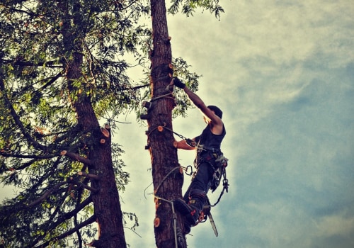 Better Groundskeeping Starts With the Right Tree Removal in Columbia, Missouri
